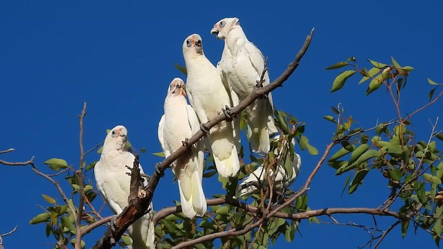 Little Corella - ML628273309