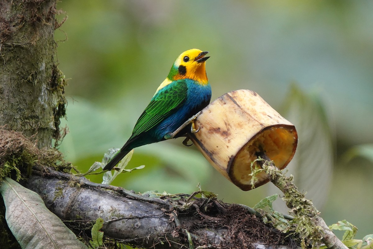 Multicolored Tanager - ML628273448