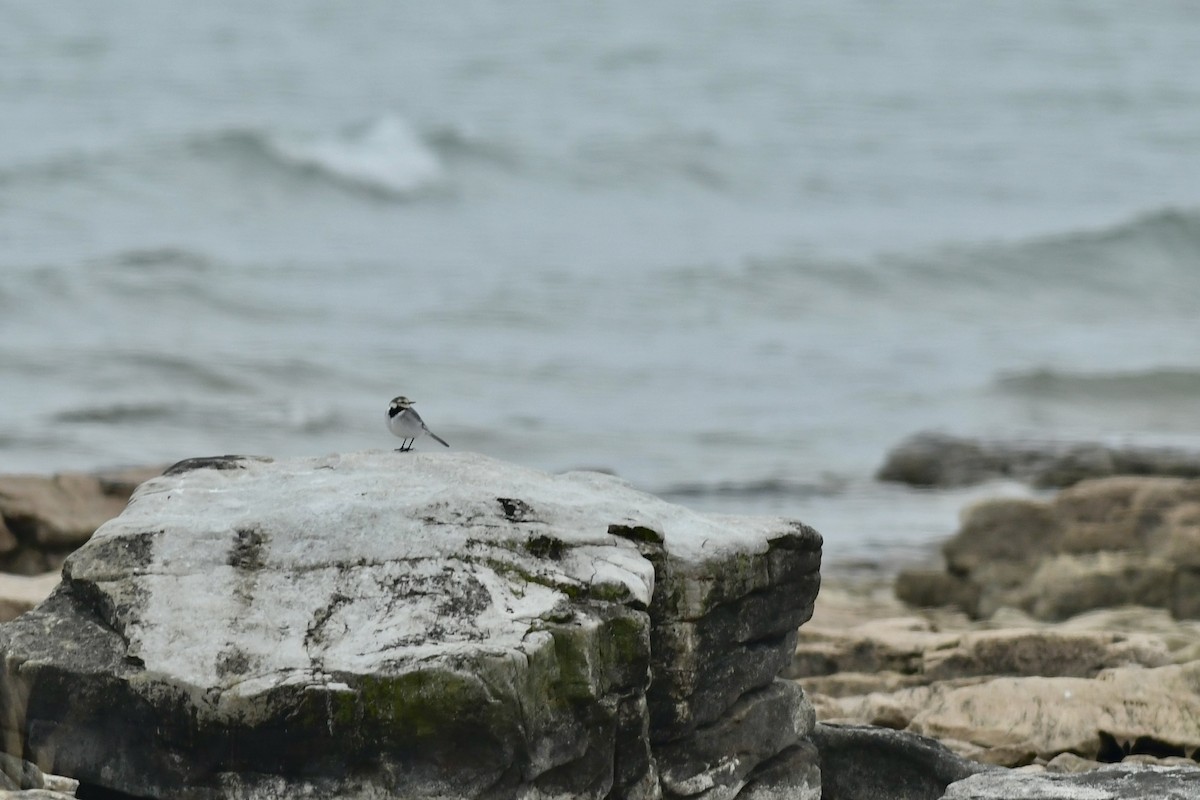 White Wagtail (ocularis) - ML628273511