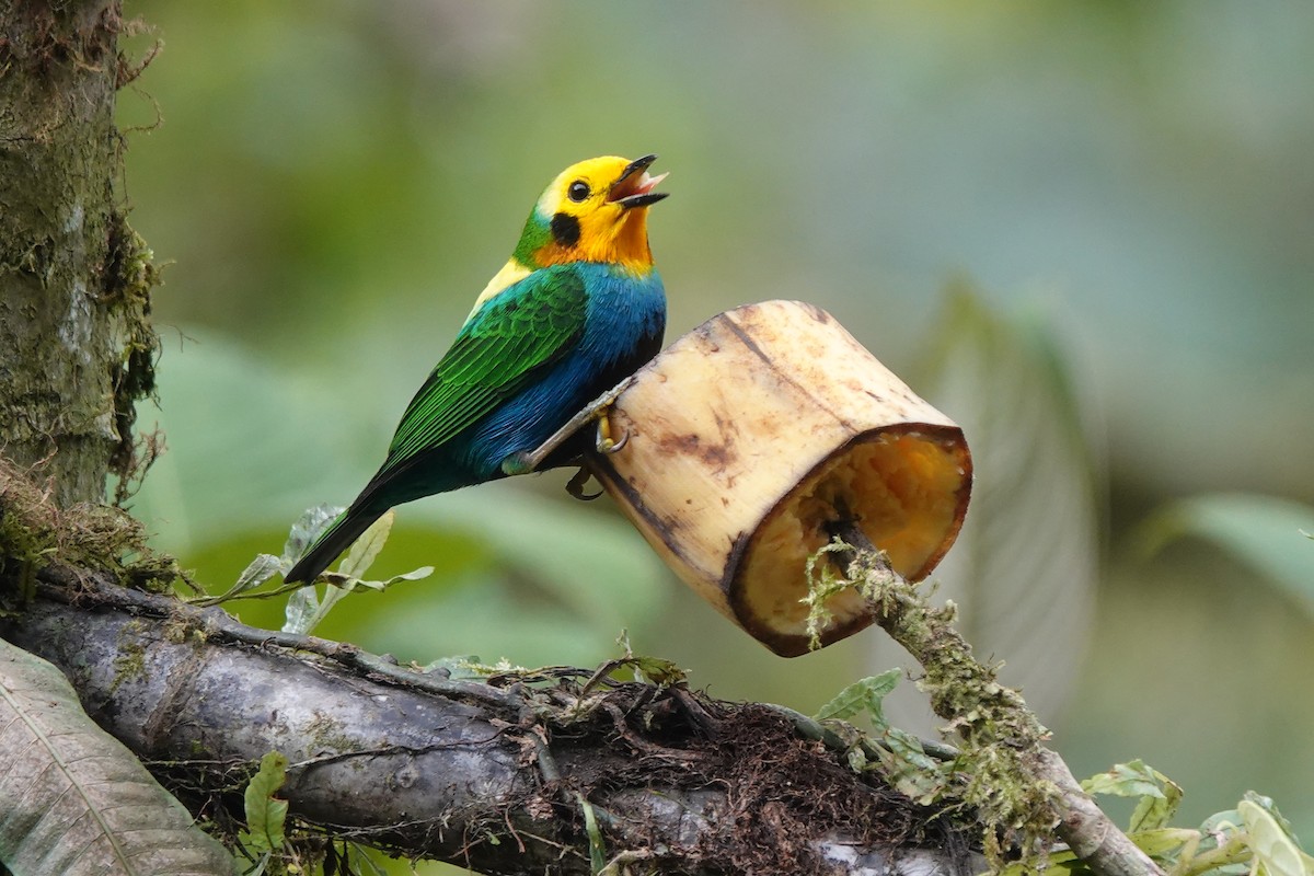 Multicolored Tanager - ML628273539