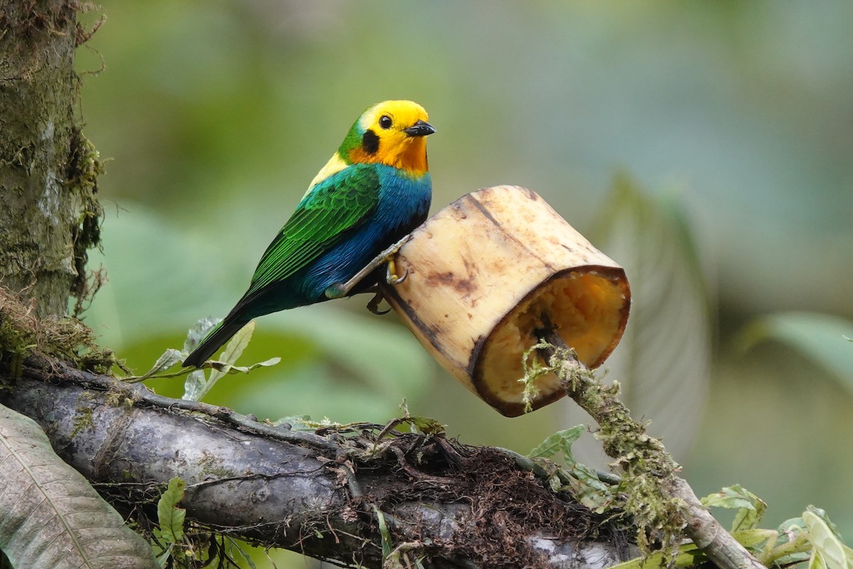 Multicolored Tanager - ML628273565