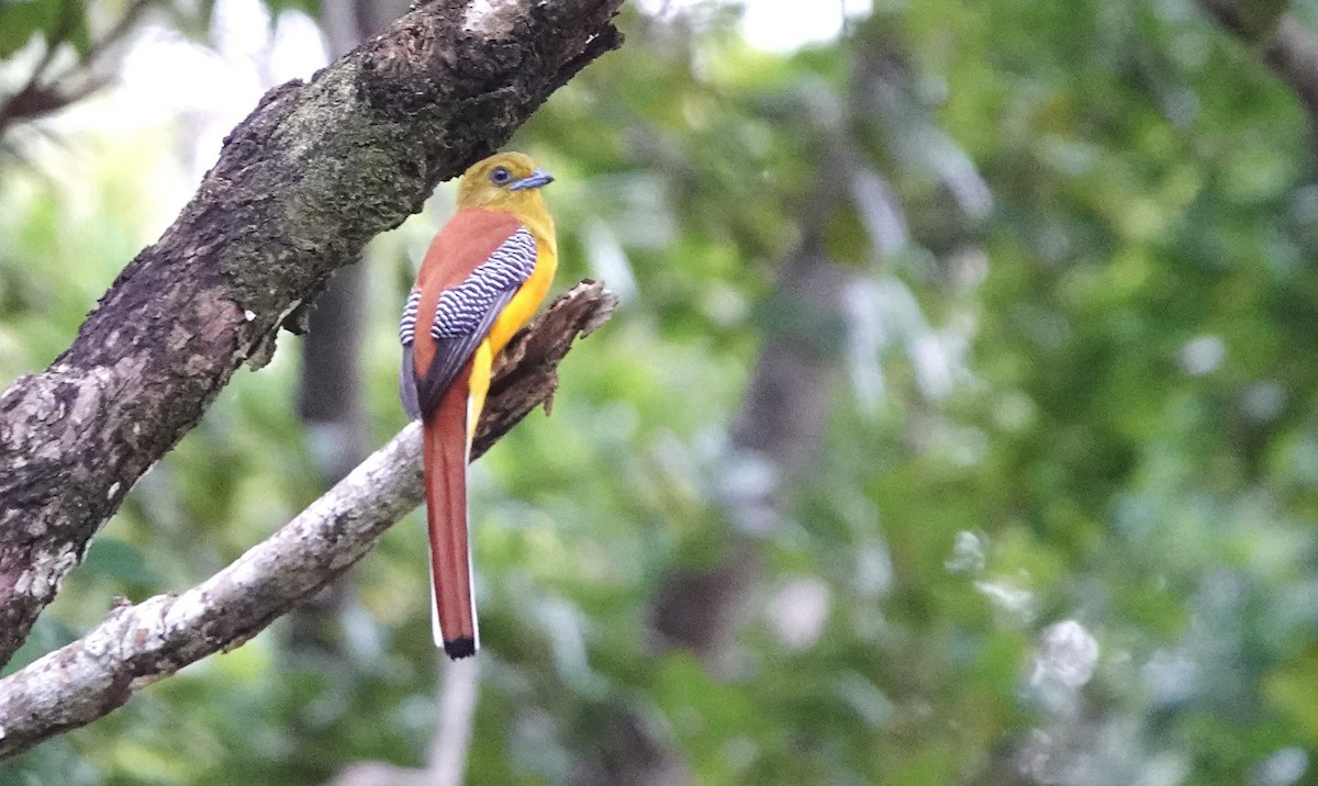 Orangebauchtrogon - ML628273614