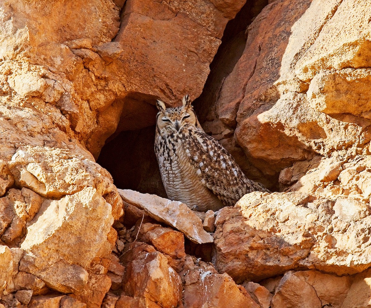 Pharaoh Eagle-Owl - ML628273710