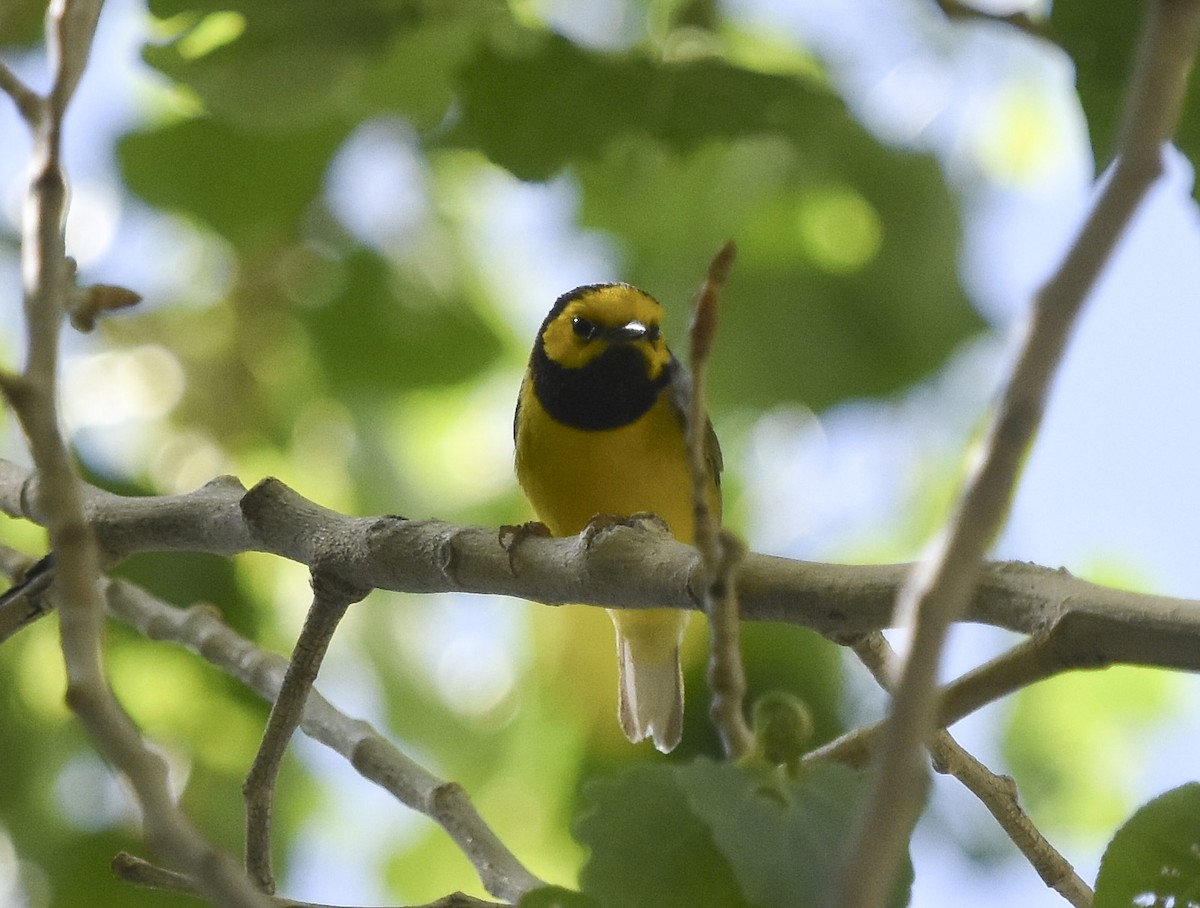 Hooded Warbler - ML628273738