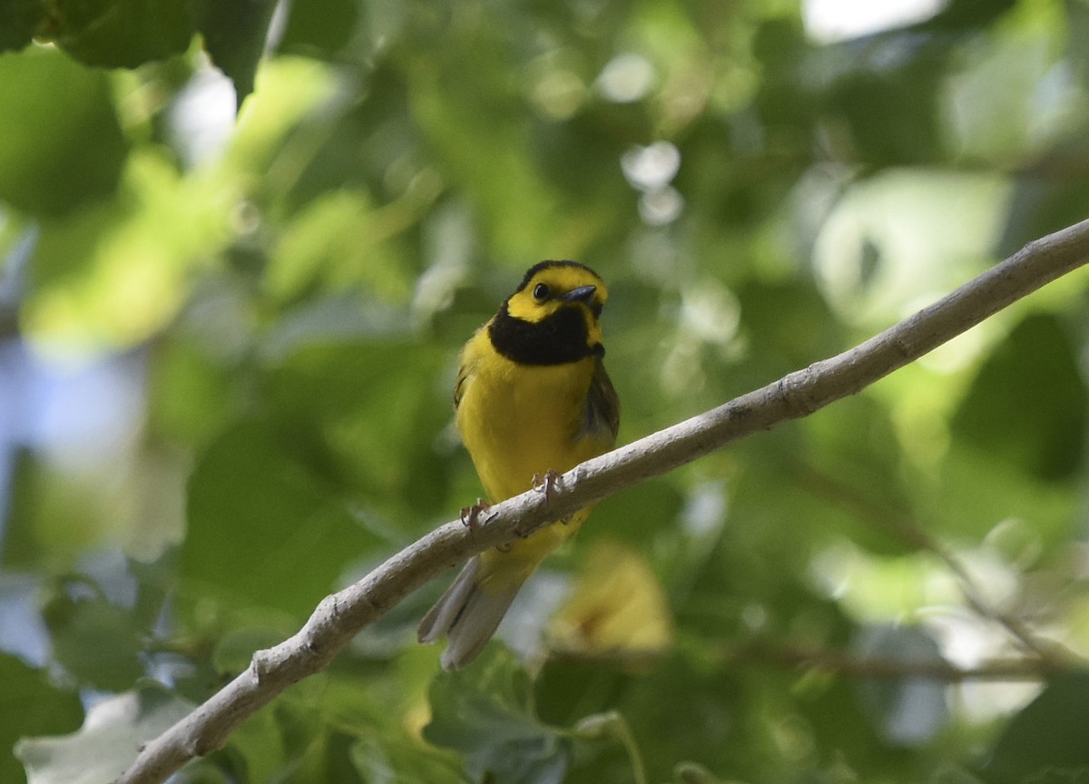 Hooded Warbler - ML628273739