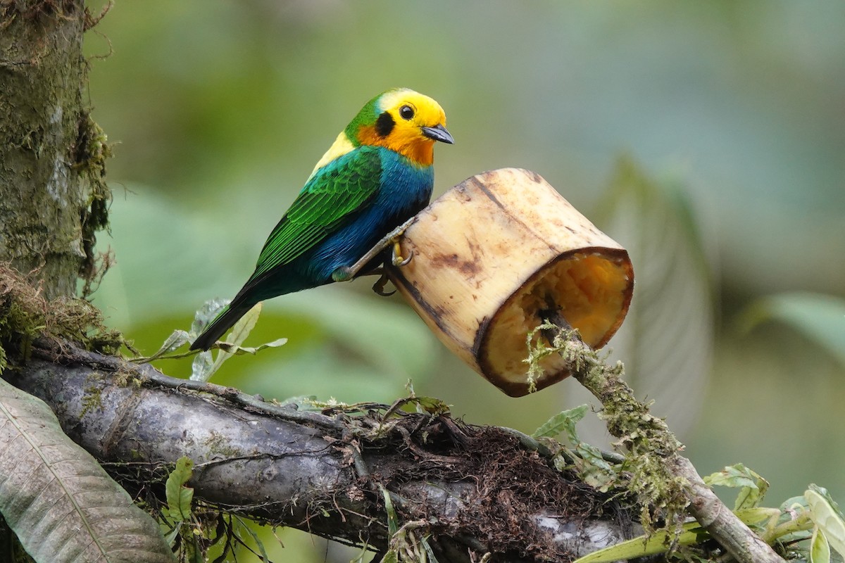 Multicolored Tanager - ML628273754