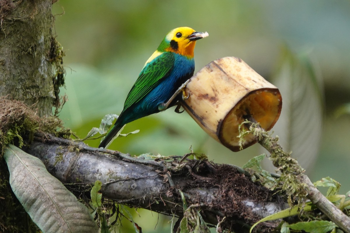 Multicolored Tanager - ML628273780