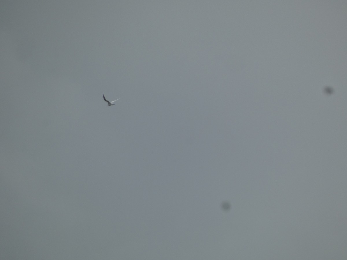 Royal Tern - ML628273982