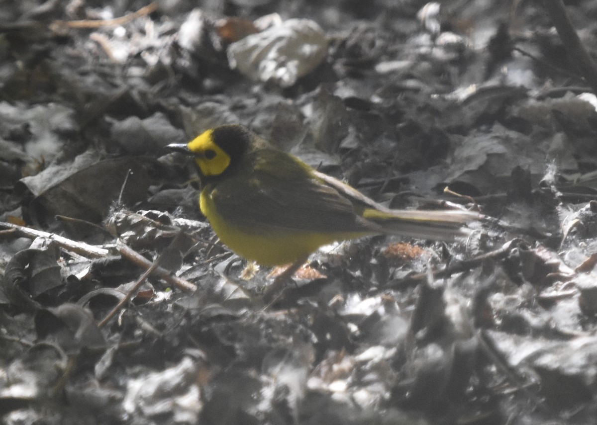 Hooded Warbler - ML628274016