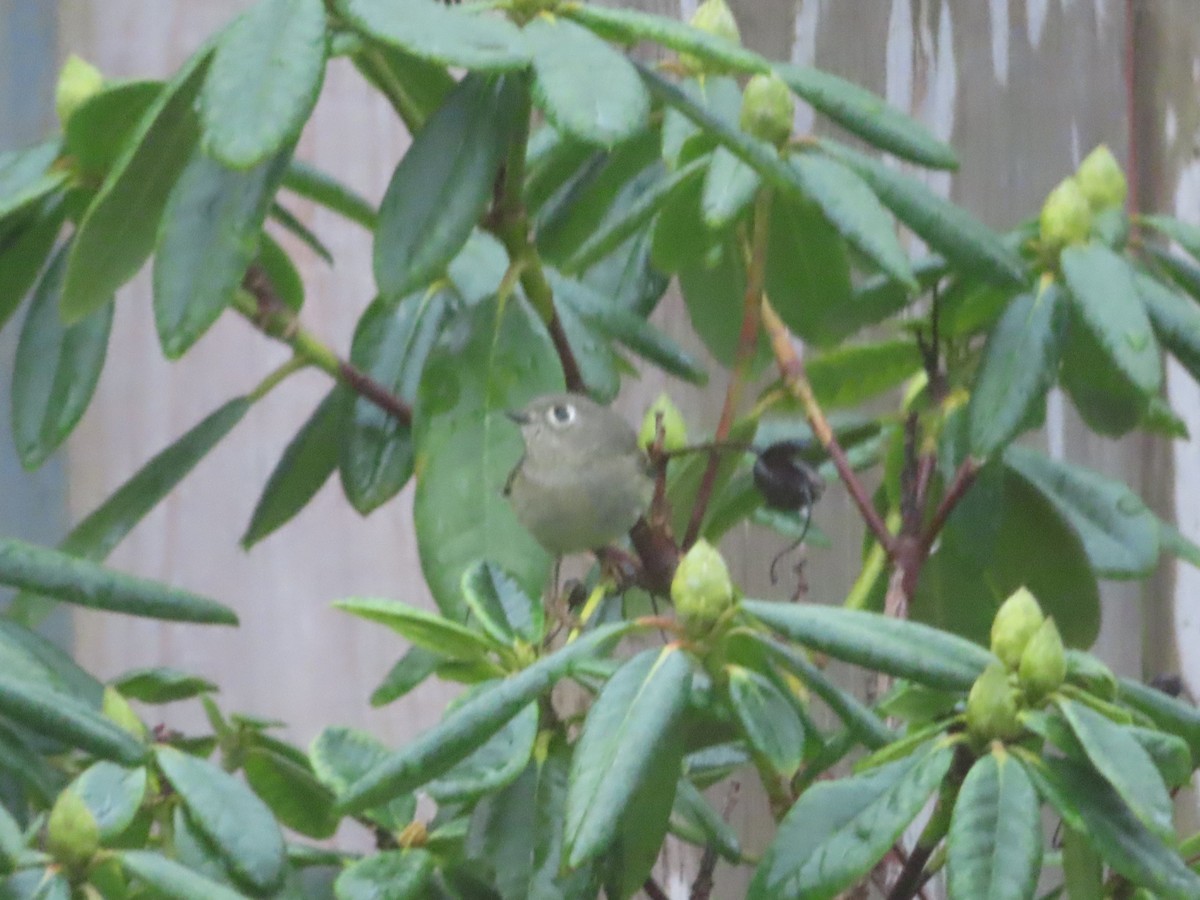 Ruby-crowned Kinglet - ML628274090