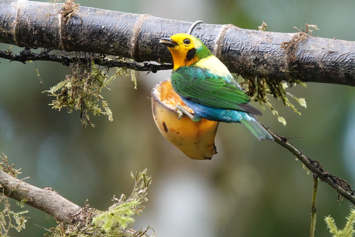 Multicolored Tanager - ML628274338