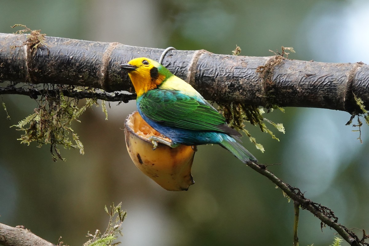 Multicolored Tanager - ML628274372