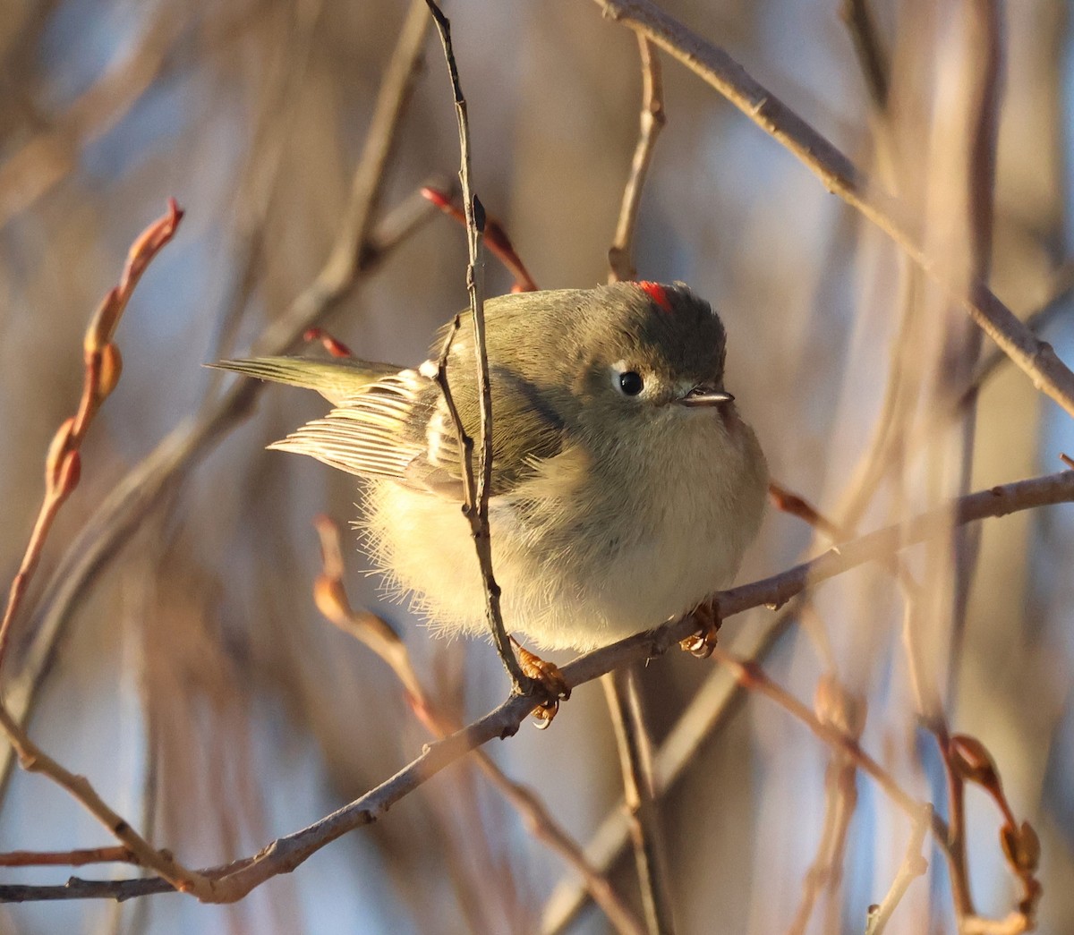 Ruby-crowned Kinglet - ML628274437