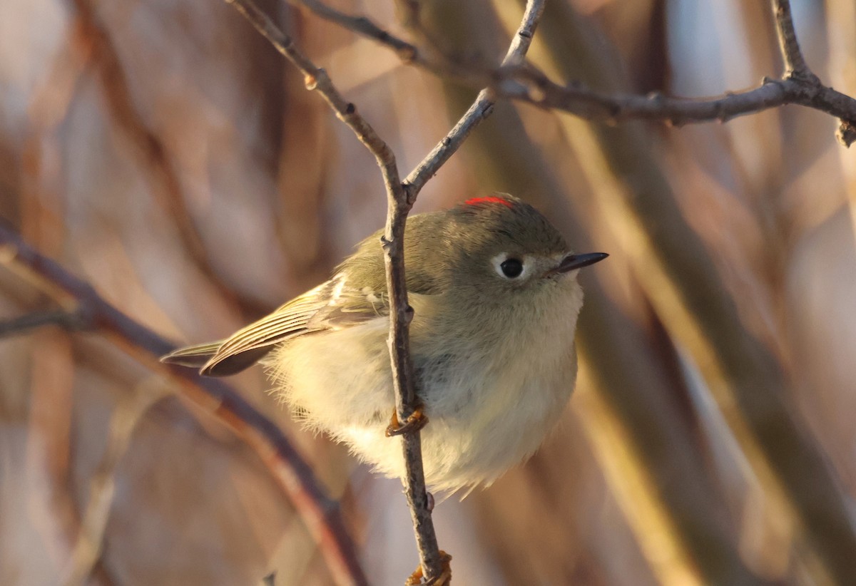 Ruby-crowned Kinglet - ML628274438