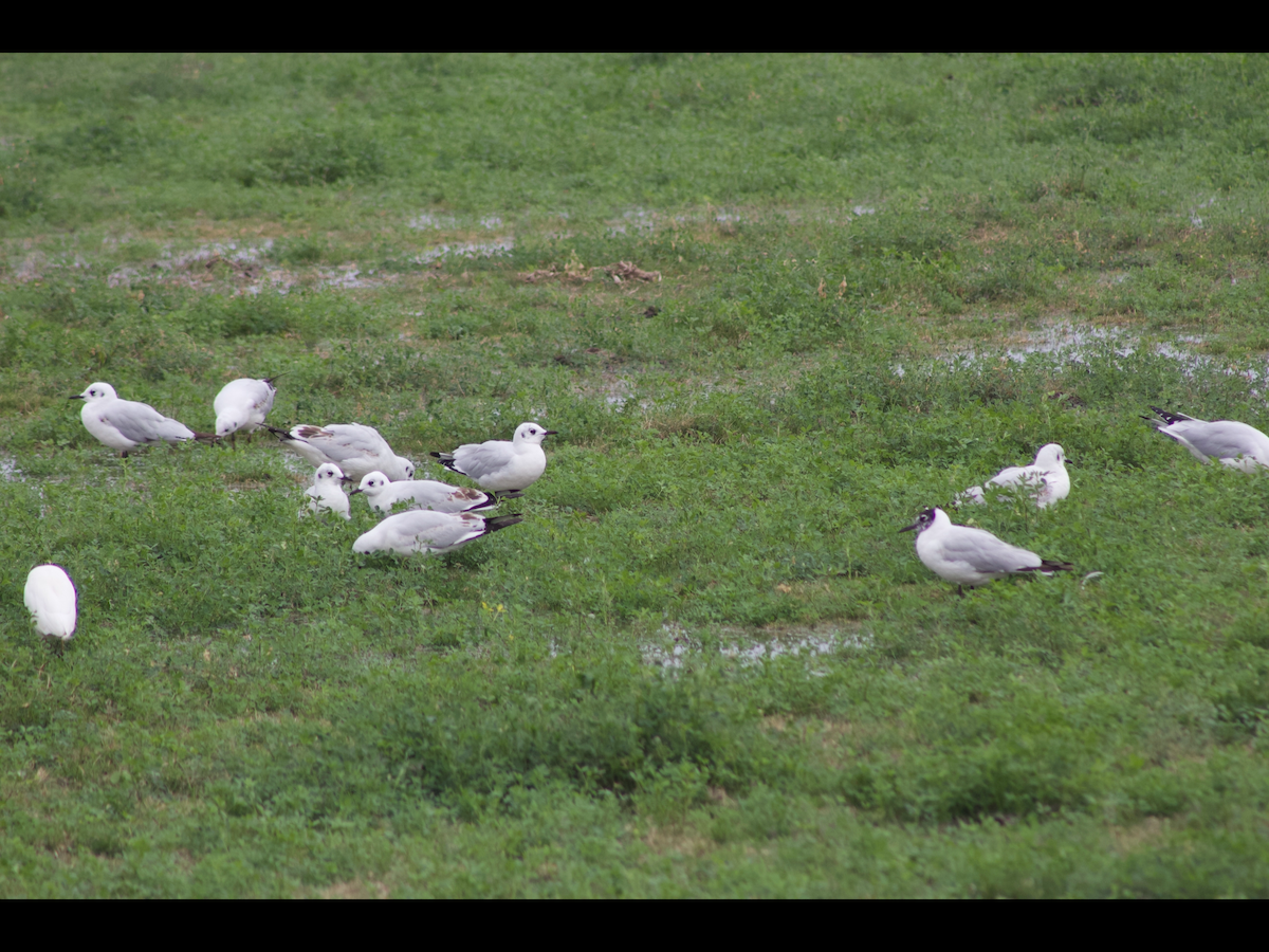 Andean Gull - ML628274578