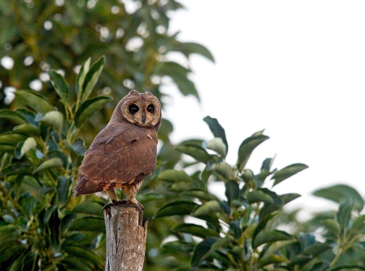 Marsh Owl - ML628274639