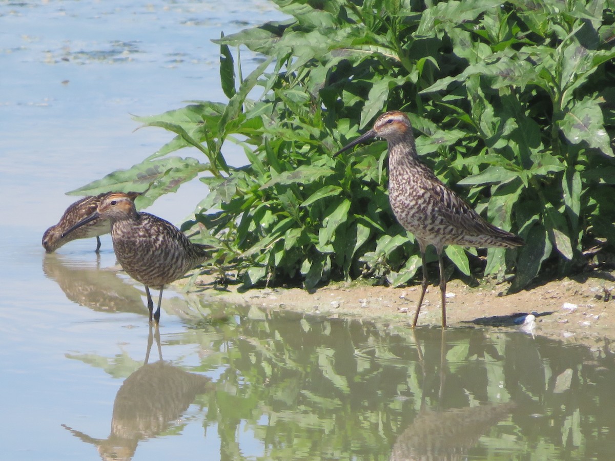 Stilt Sandpiper - ML62827481