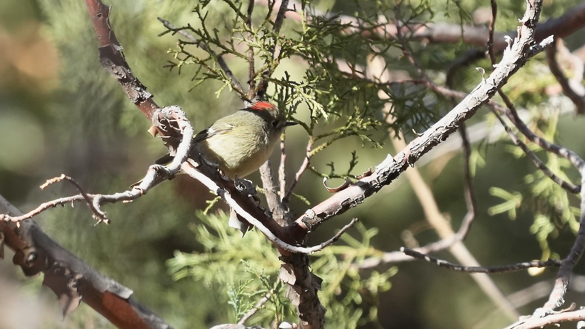 Ruby-crowned Kinglet - ML628275023