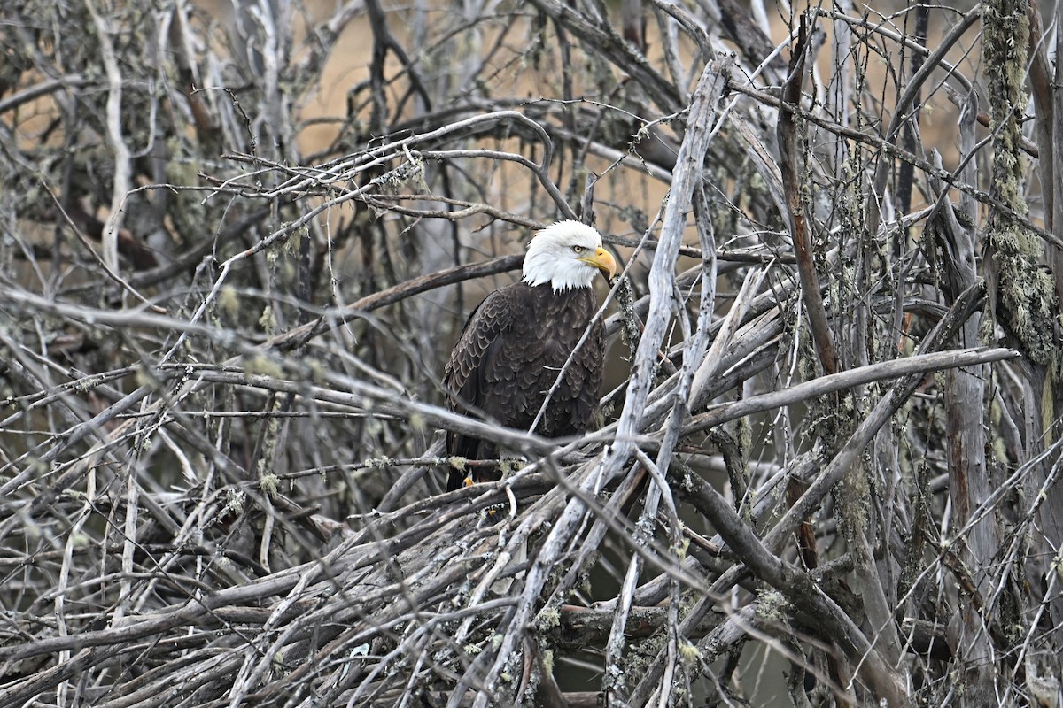 Bald Eagle - ML628275035