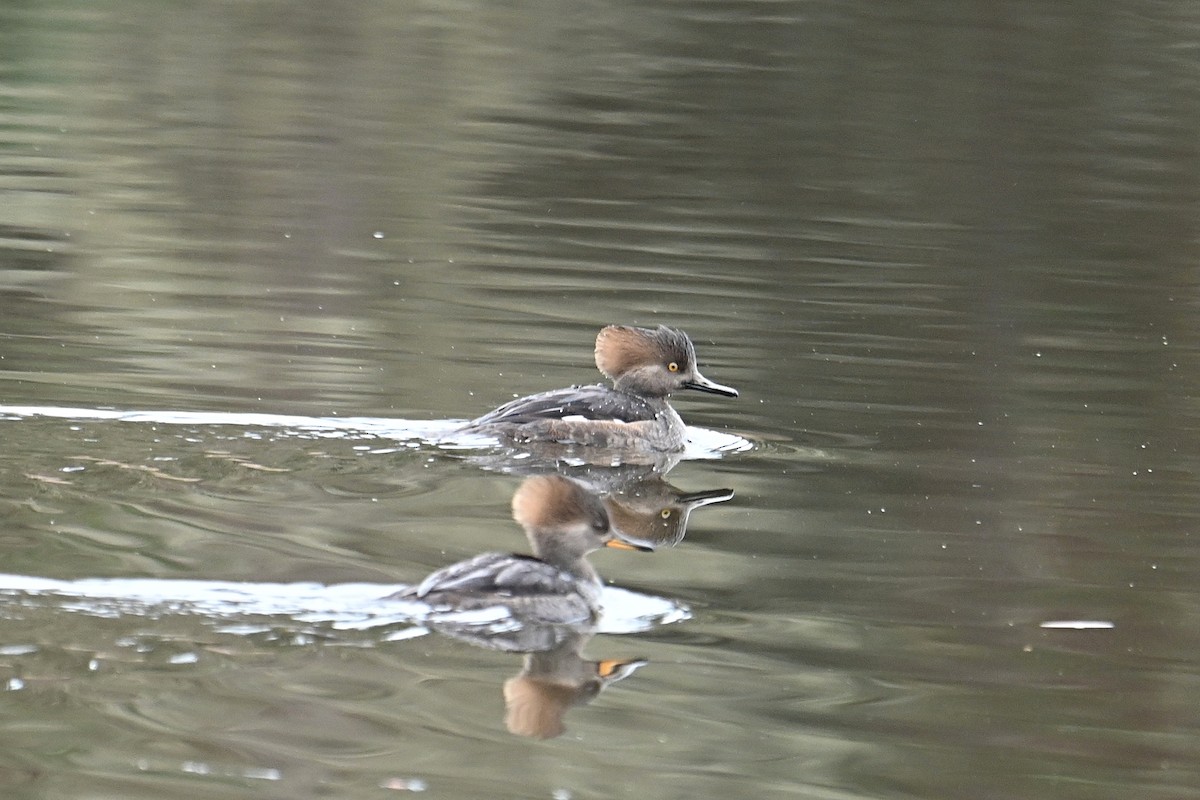 Hooded Merganser - ML628275042