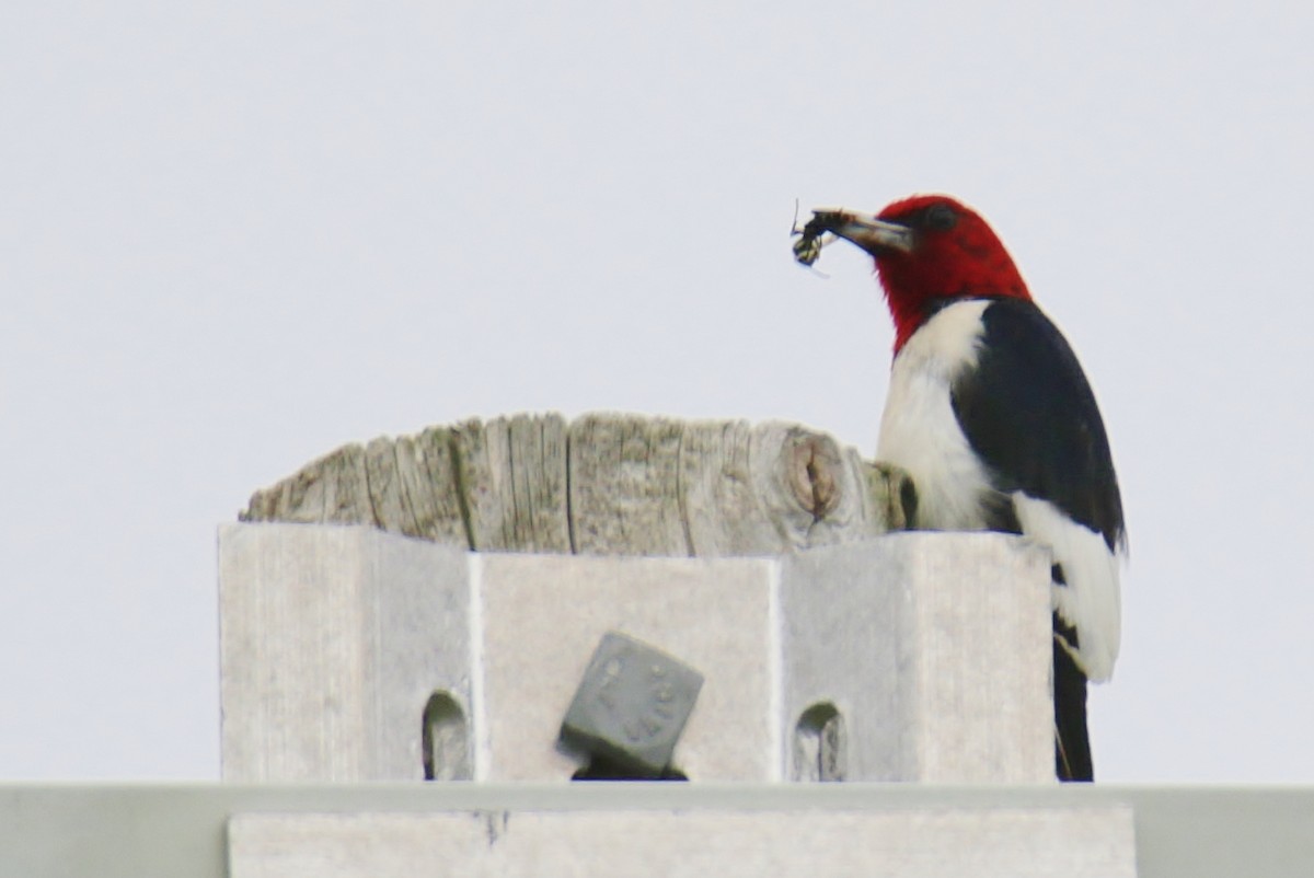 Pic à tête rouge - ML628275096