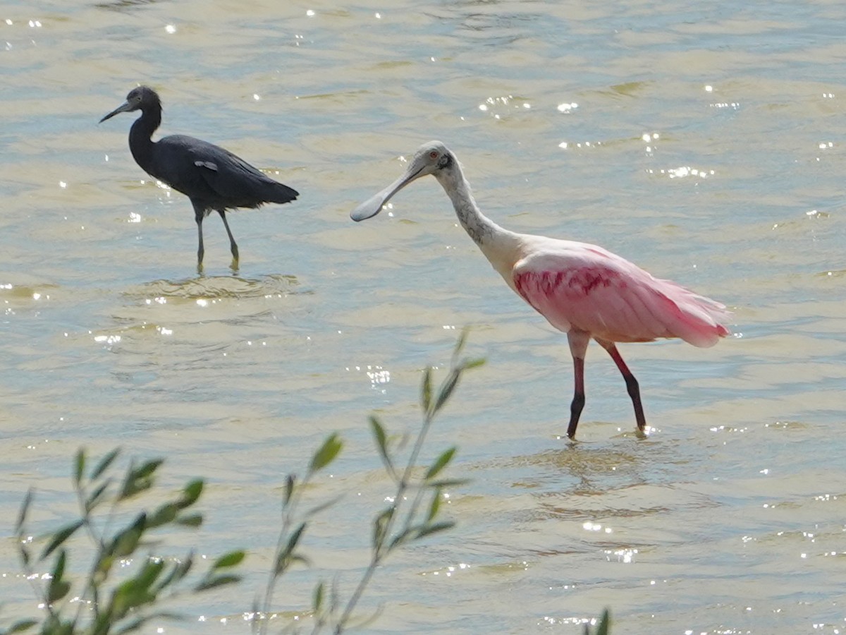 Roseate Spoonbill - ML628275097