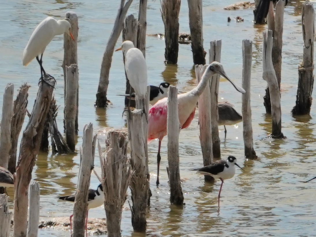 Roseate Spoonbill - ML628275098