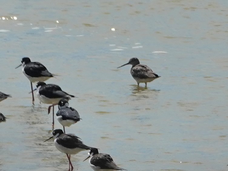 Greater Yellowlegs - ML628275113