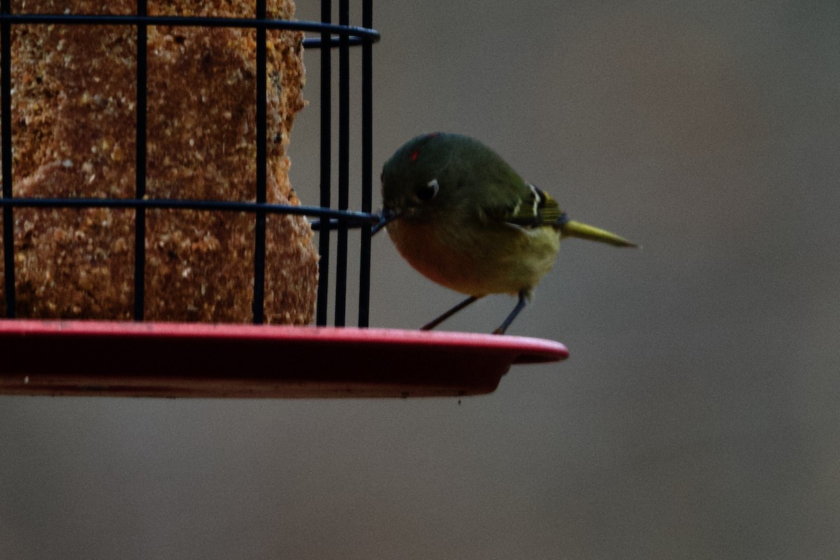 Ruby-crowned Kinglet - ML628275116