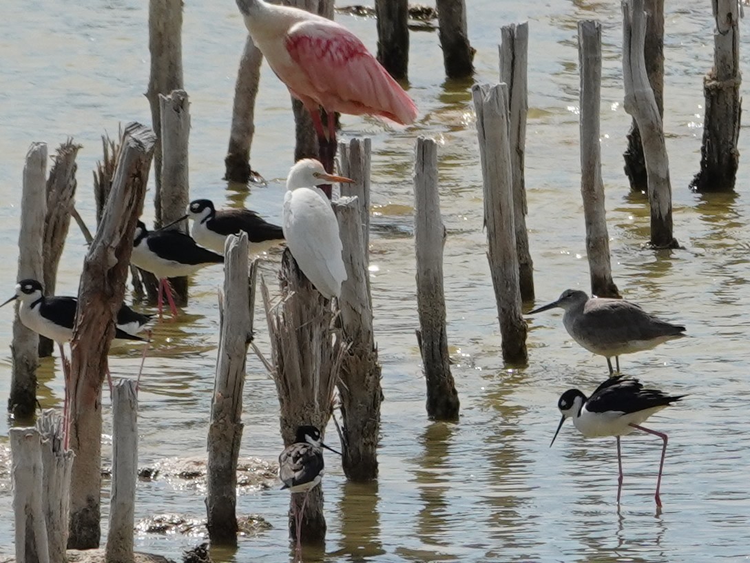 Western Cattle-Egret - ML628275124