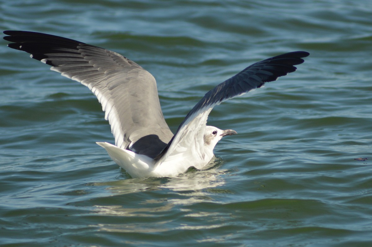 Laughing Gull - ML628275277