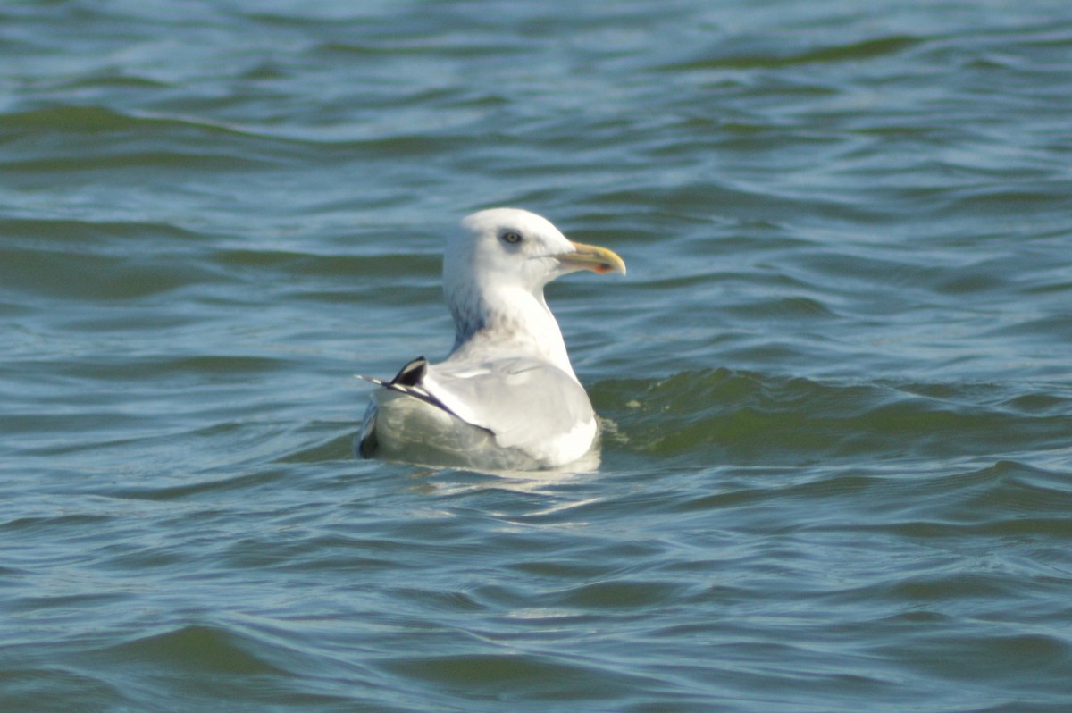 American Herring Gull - ML628275298