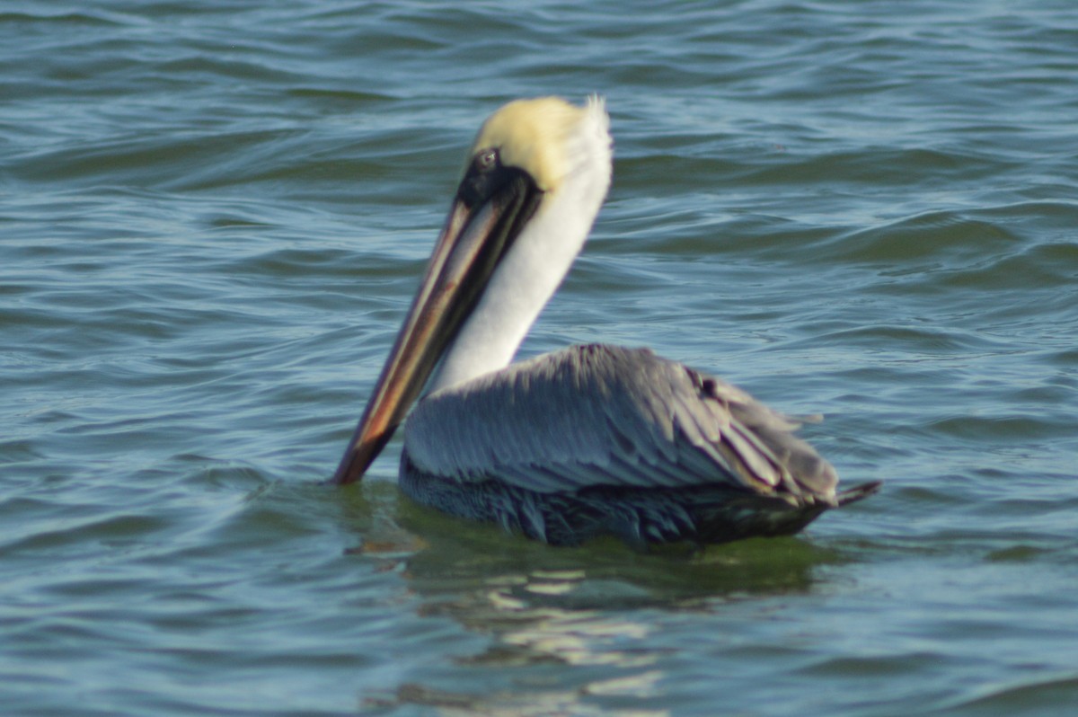 Brown Pelican - ML628275329