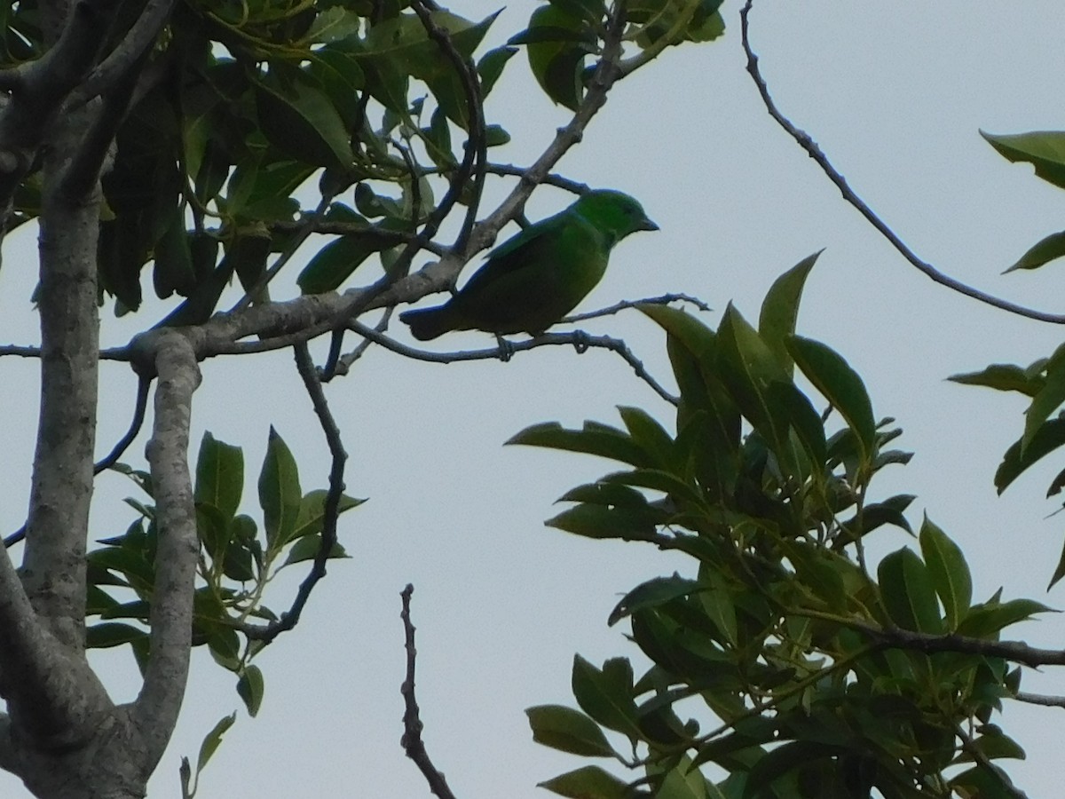 Golden-browed Chlorophonia - ML628275447