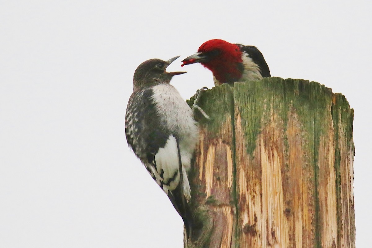 Pic à tête rouge - ML628275616