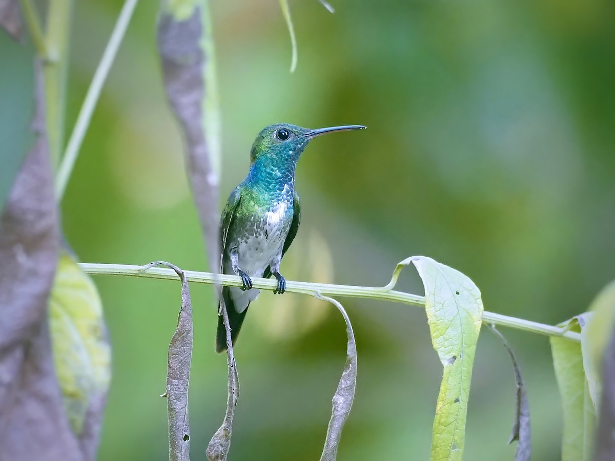 mangrovekolibri - ML628275814