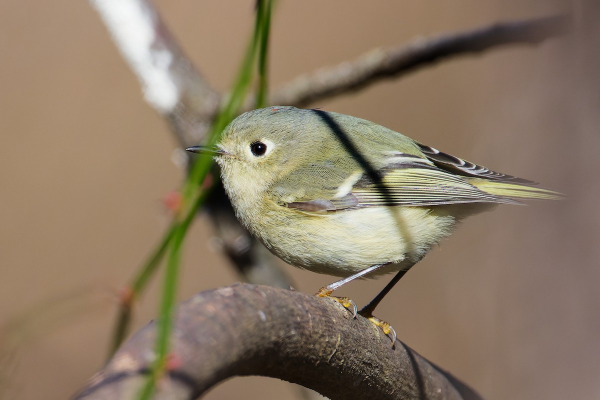 Ruby-crowned Kinglet - ML628275978