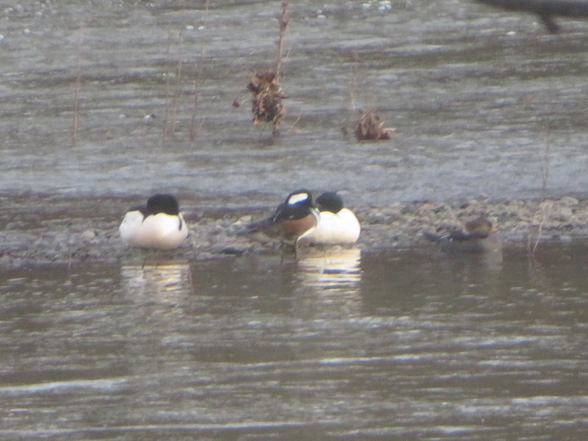 Common Merganser - ML628276183