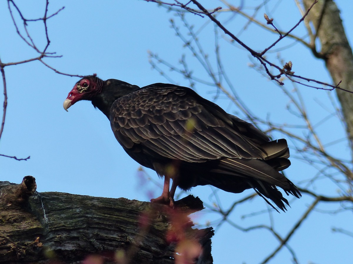 Turkey Vulture - ML628276399