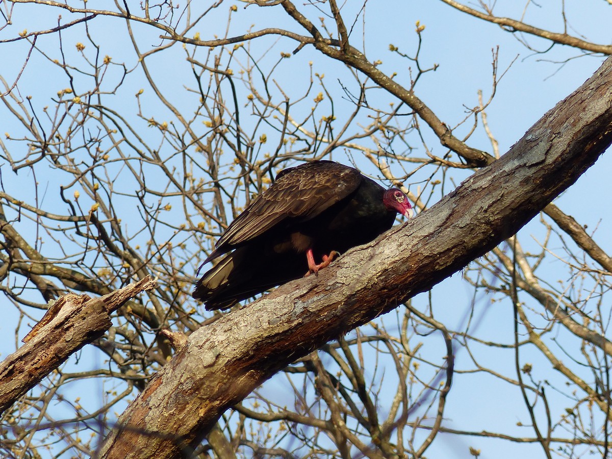 Turkey Vulture - ML628276400
