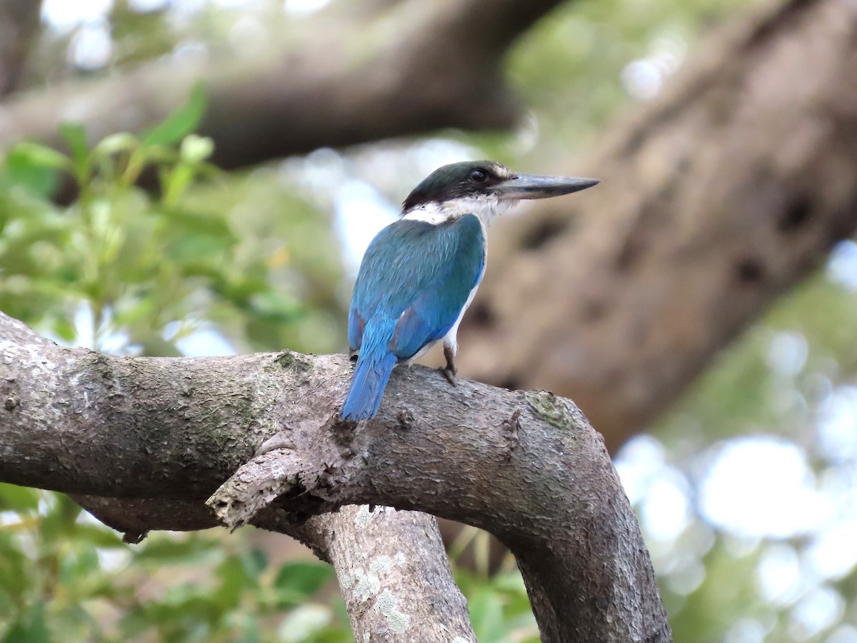 Torresian Kingfisher - ML628276414