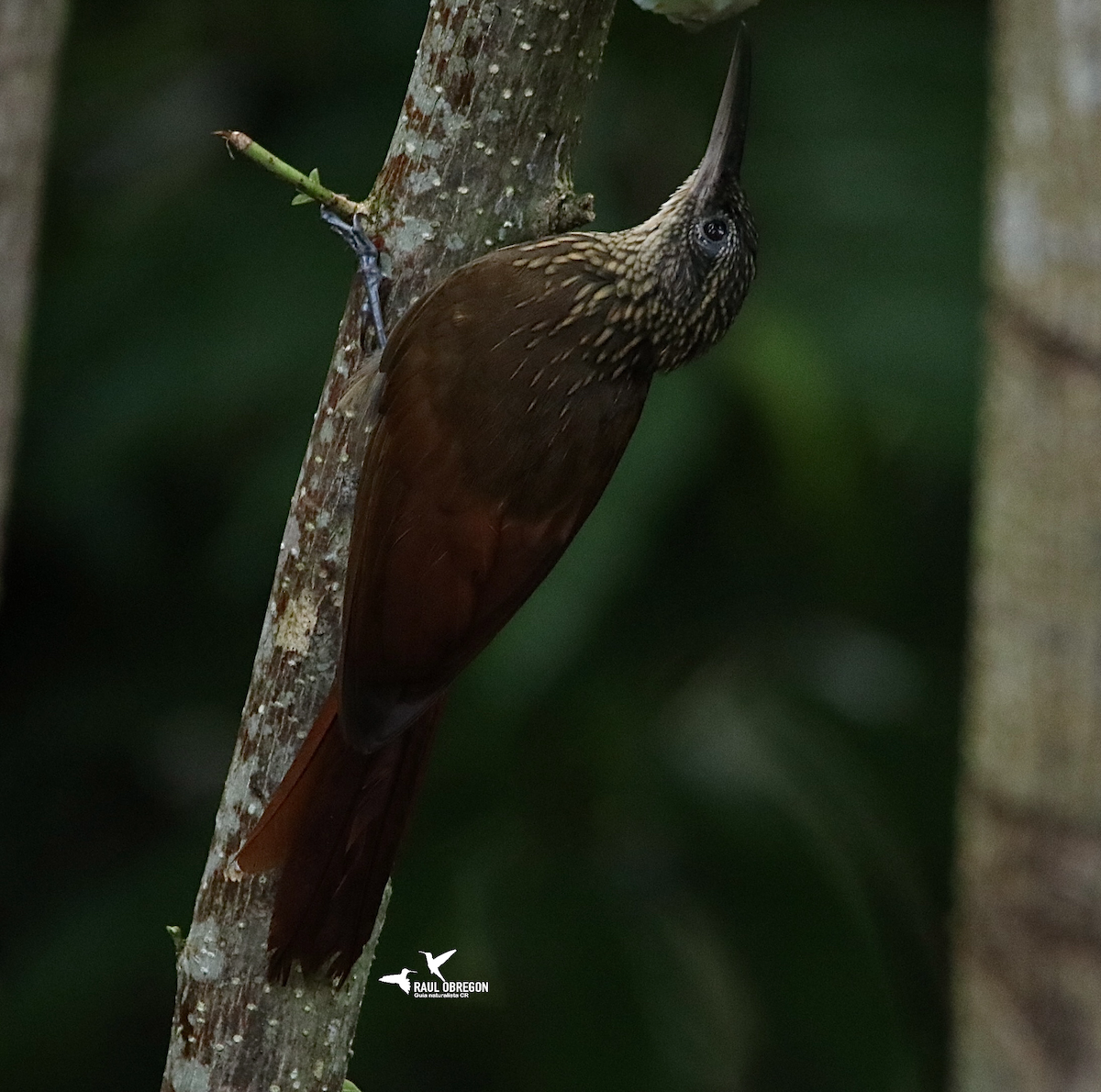 Cocoa Woodcreeper - ML628276571