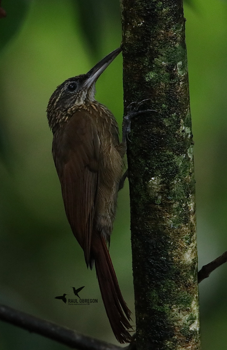 Cocoa Woodcreeper - ML628276572