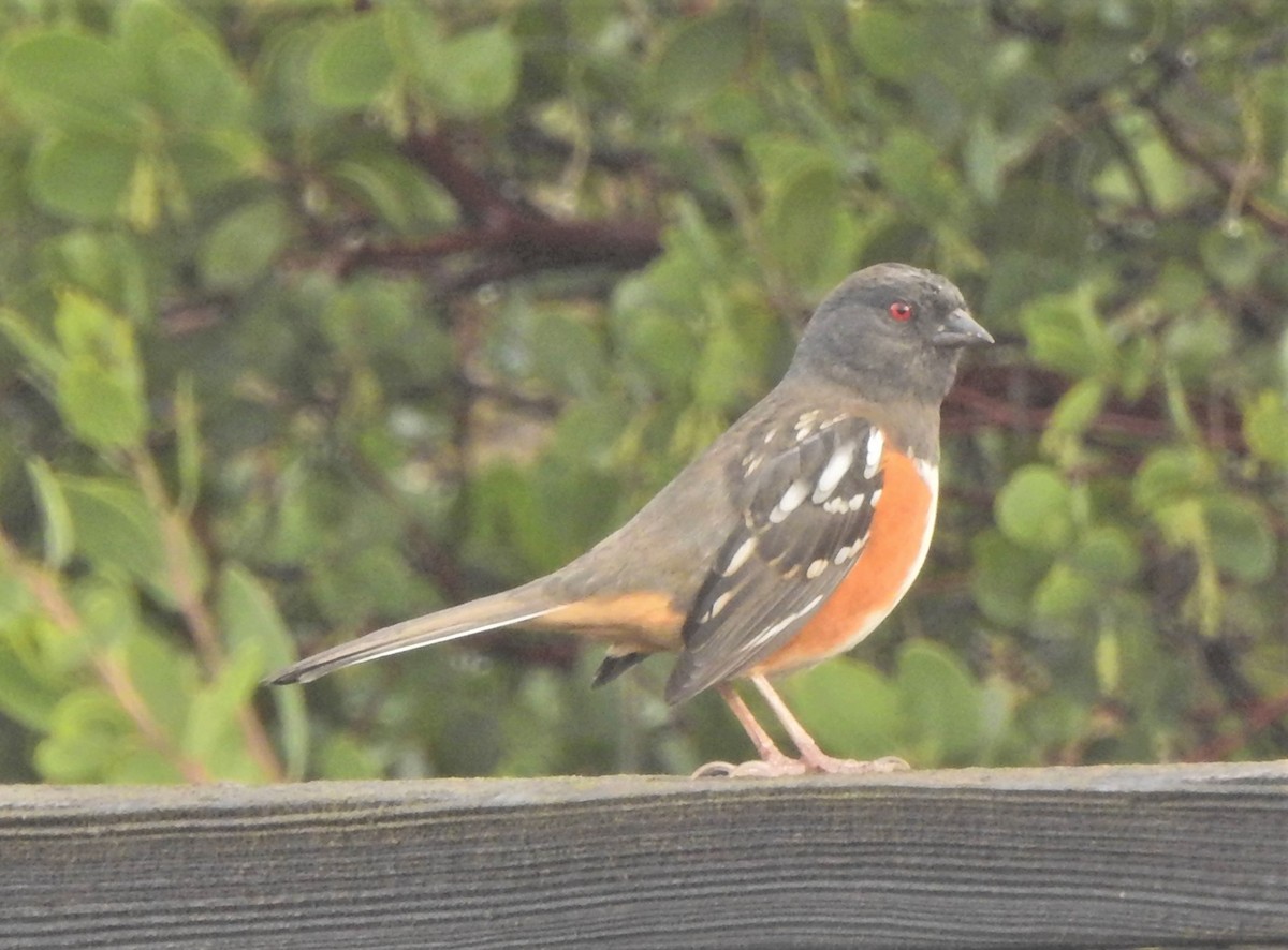 Spotted Towhee (oregonus Group) - ML628276576