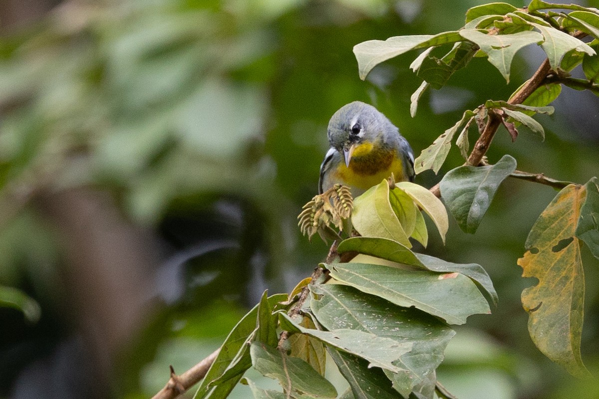 Northern Parula - ML628276578