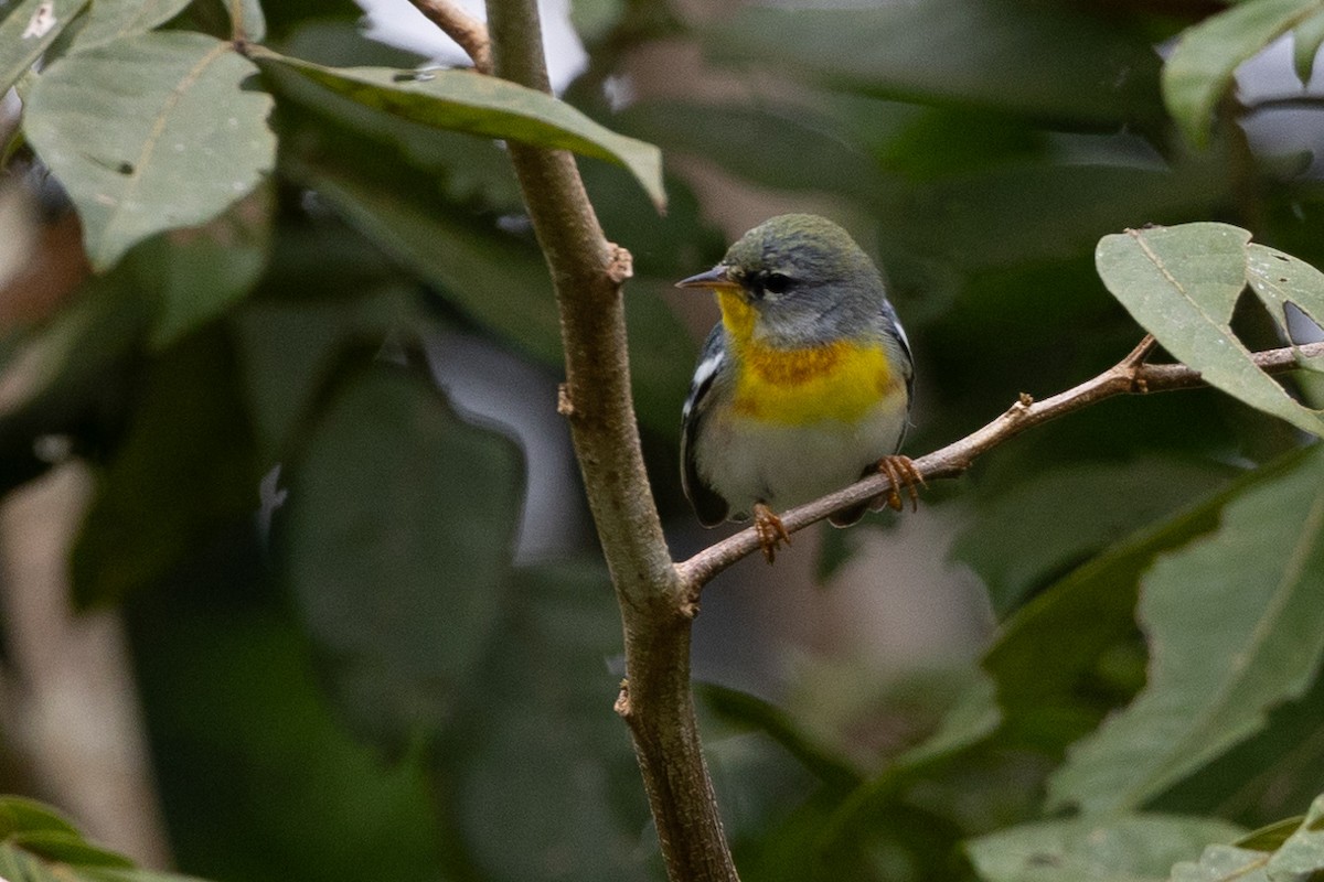 Northern Parula - ML628276579