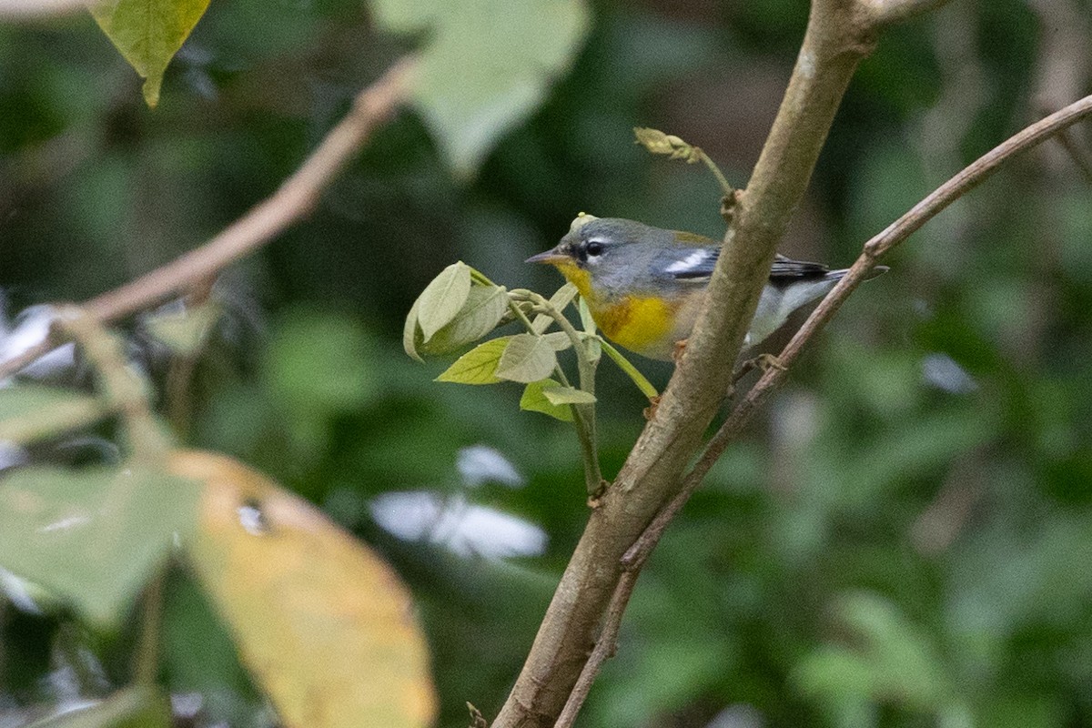 Northern Parula - ML628276580