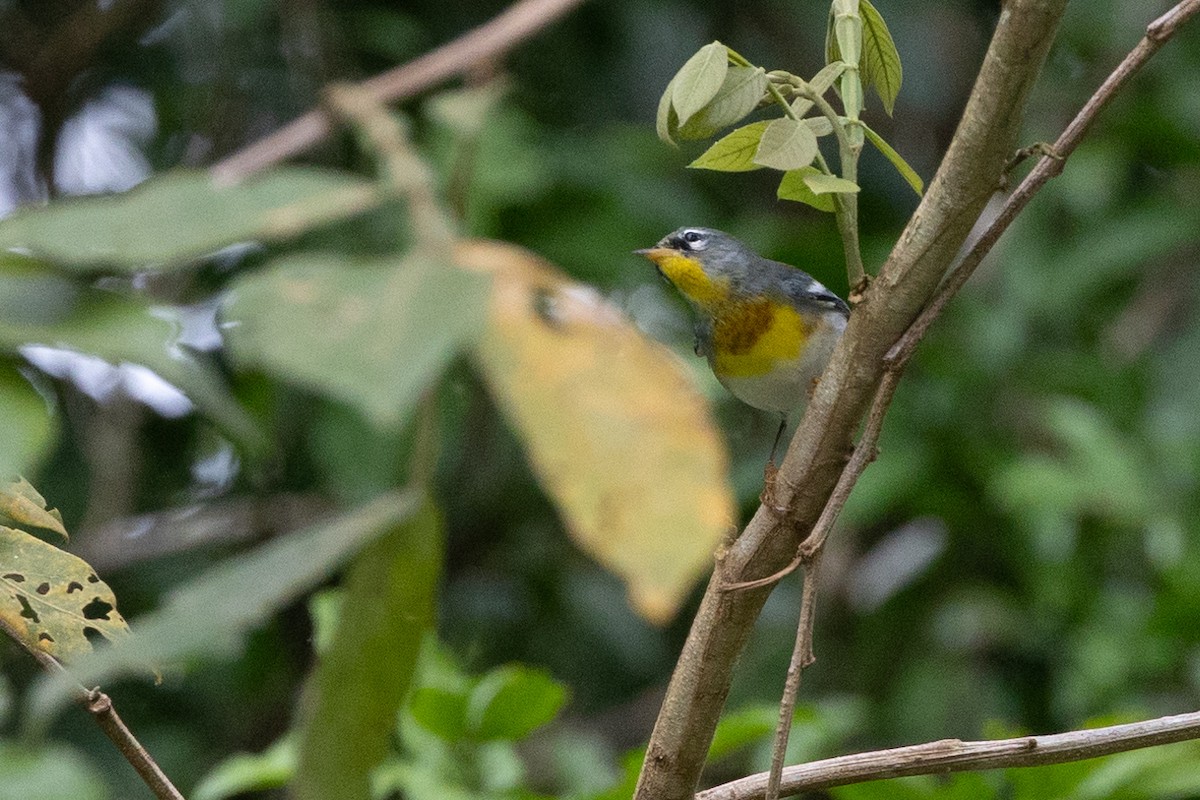 Northern Parula - ML628276581