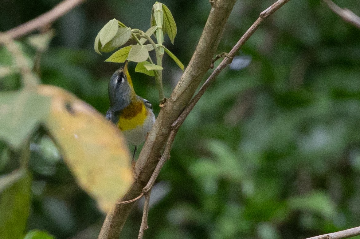 Northern Parula - ML628276582