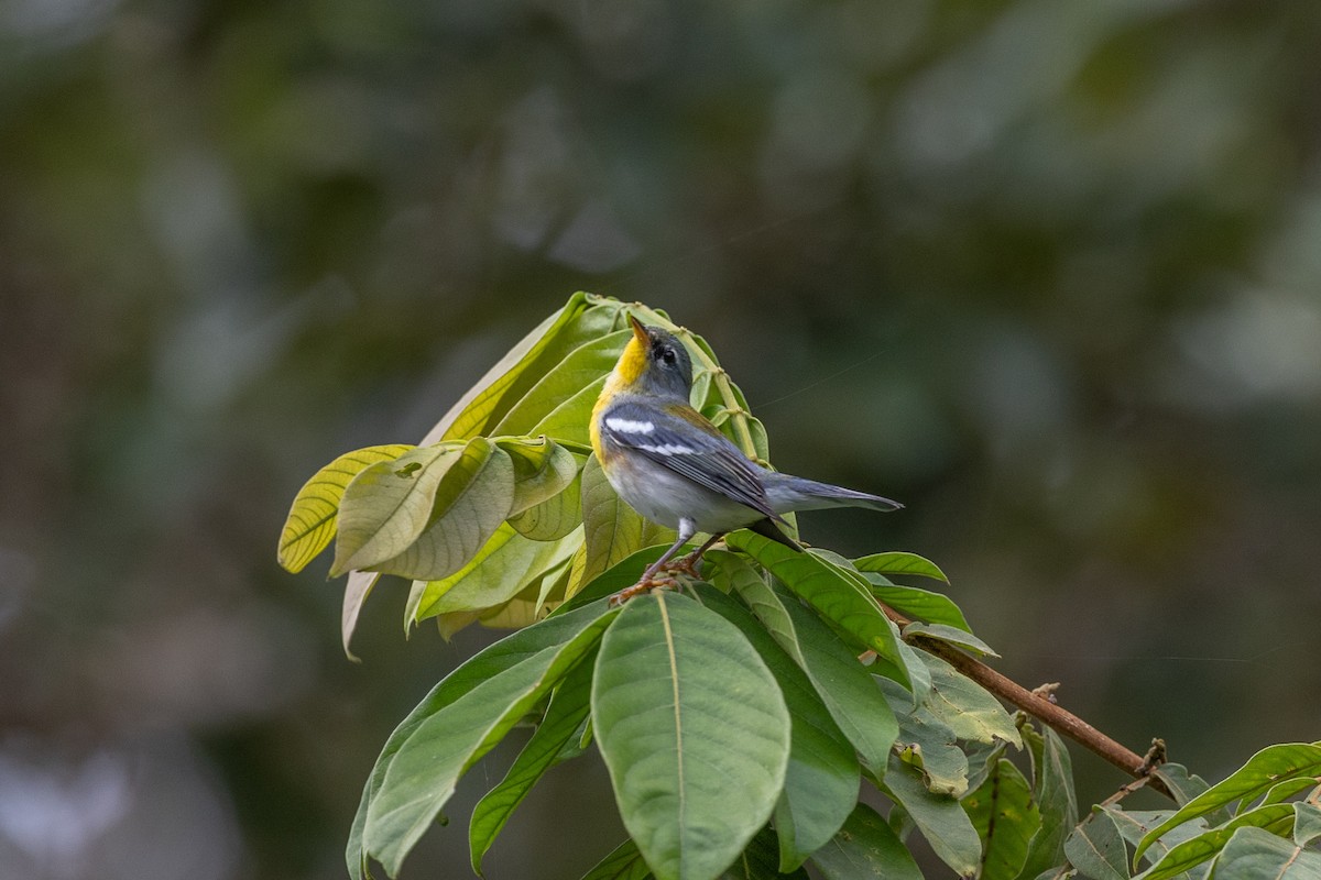 Northern Parula - ML628276583